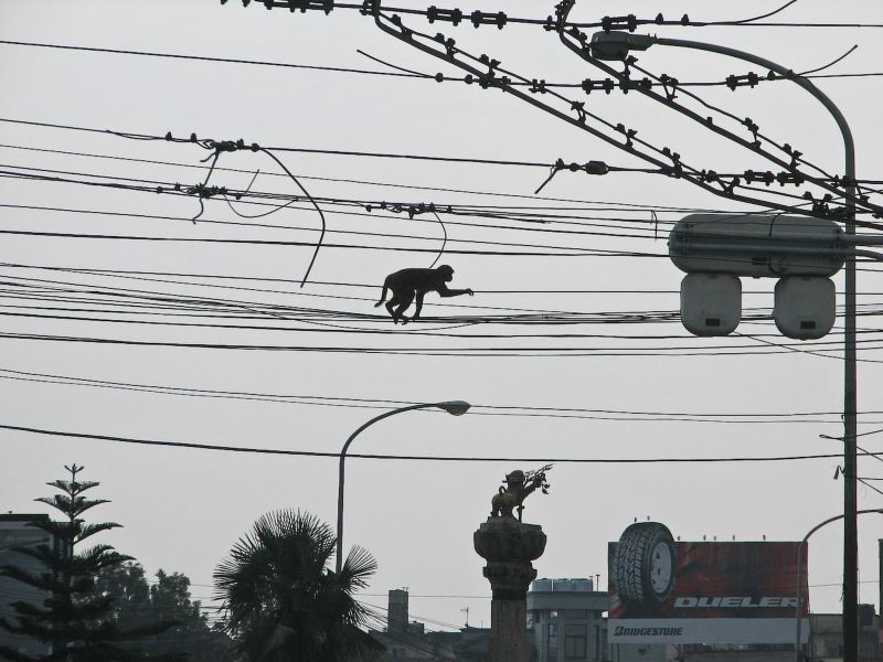 Pobhajc opice po drtech v centru Kathmandu